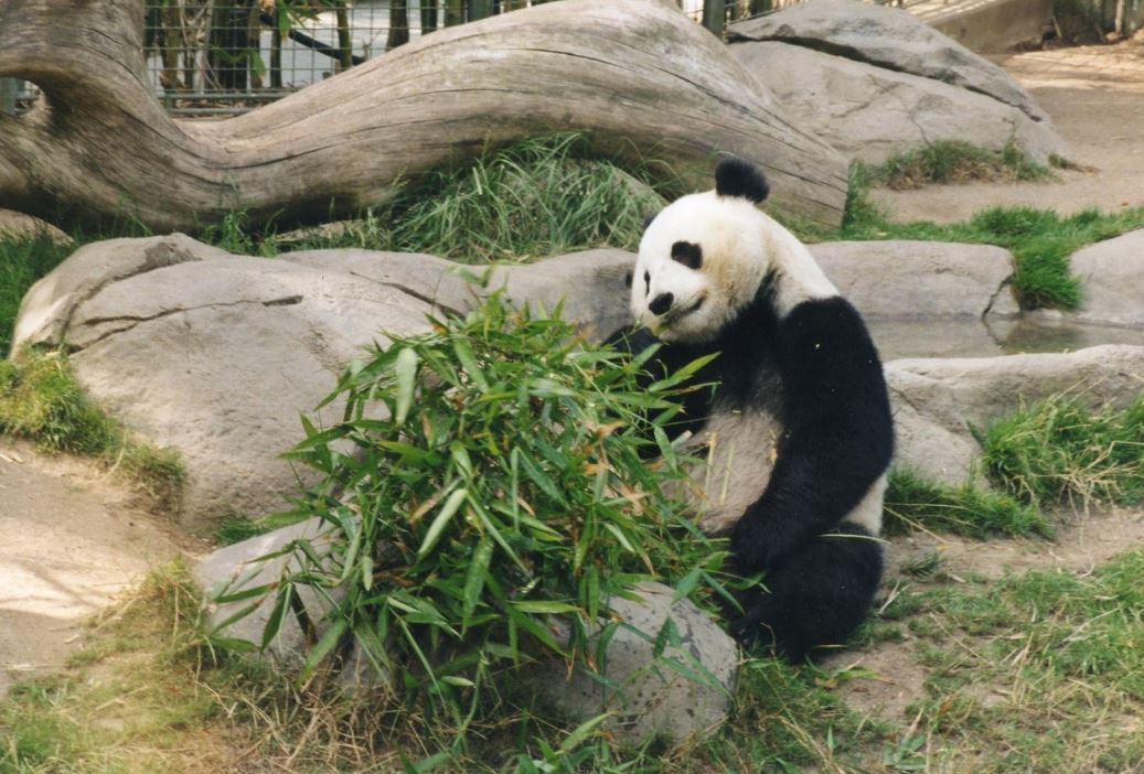 panda sd
