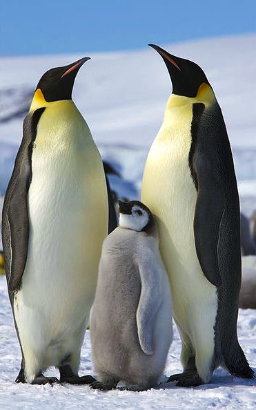 000 pinguins