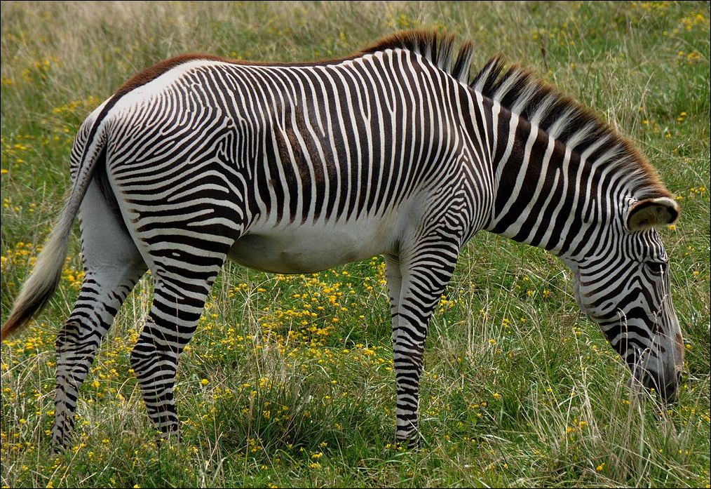 1 zebra